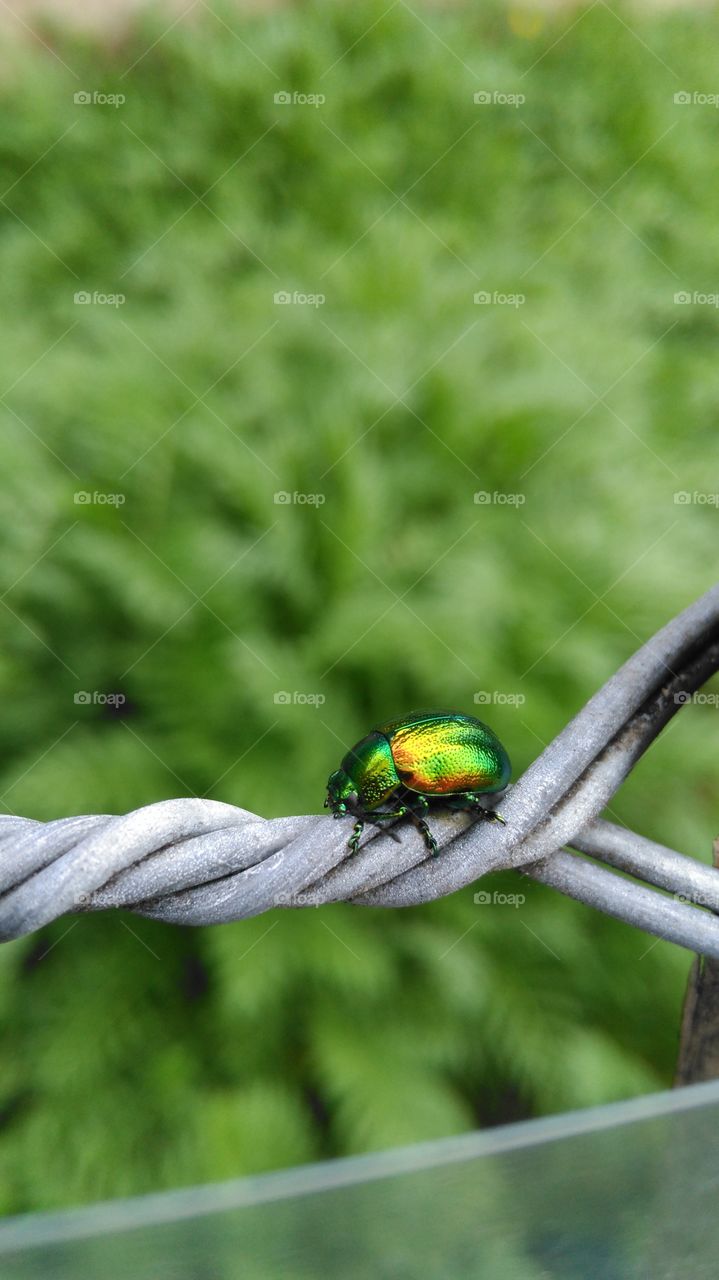 Endangered Tansy Beetle, Chrysolina graminis in York, UK