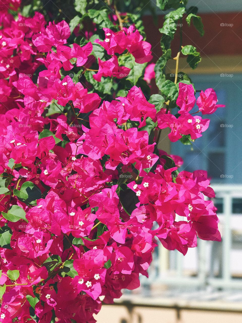 Bougainvillea