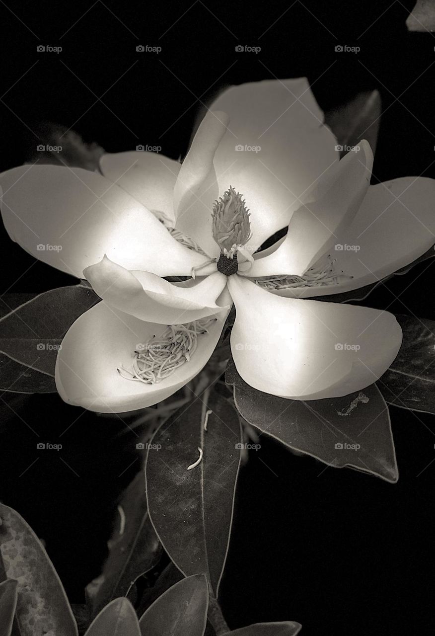 Foap Mission! Photo Of The Year Plants! Stunning Macro Shot Of A Magical Magnolia In Full Bloom, Black And White Photography!