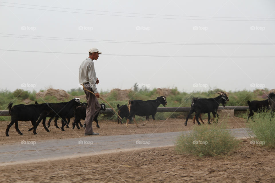 Mammal, Cattle, People, Livestock, Cavalry