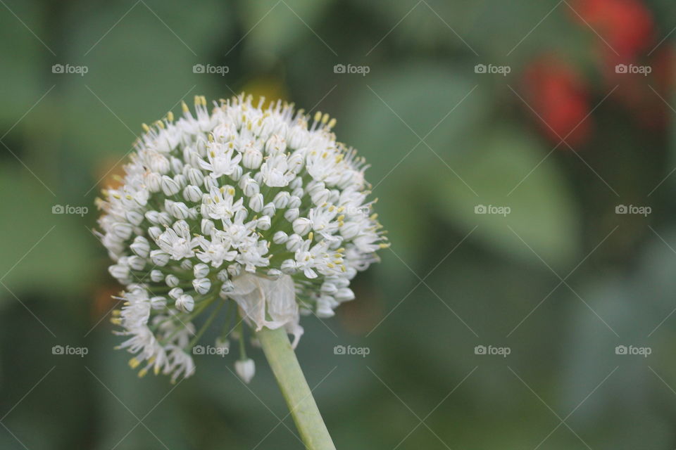 onion flower
