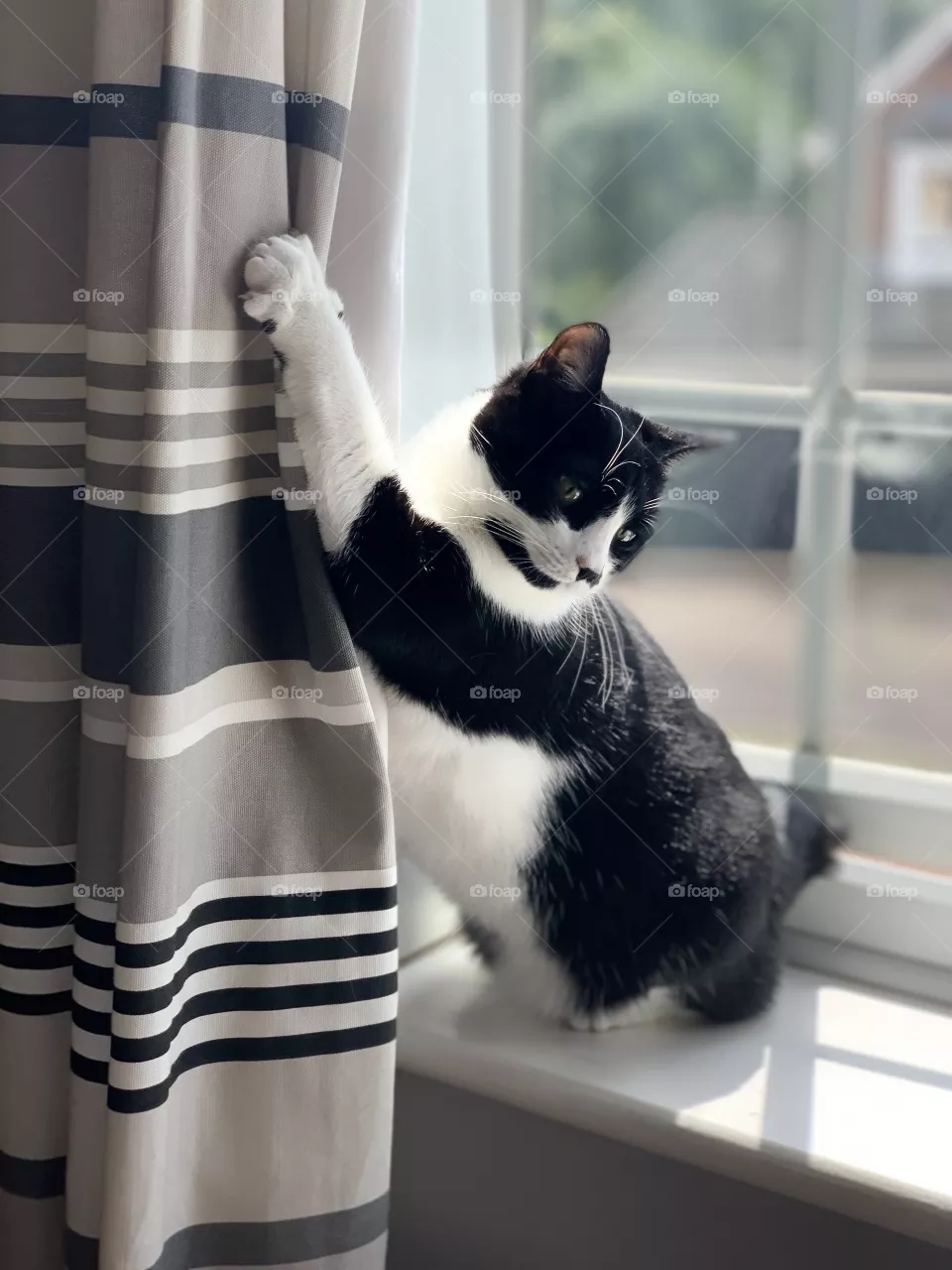 Kitten stuck in the curtain