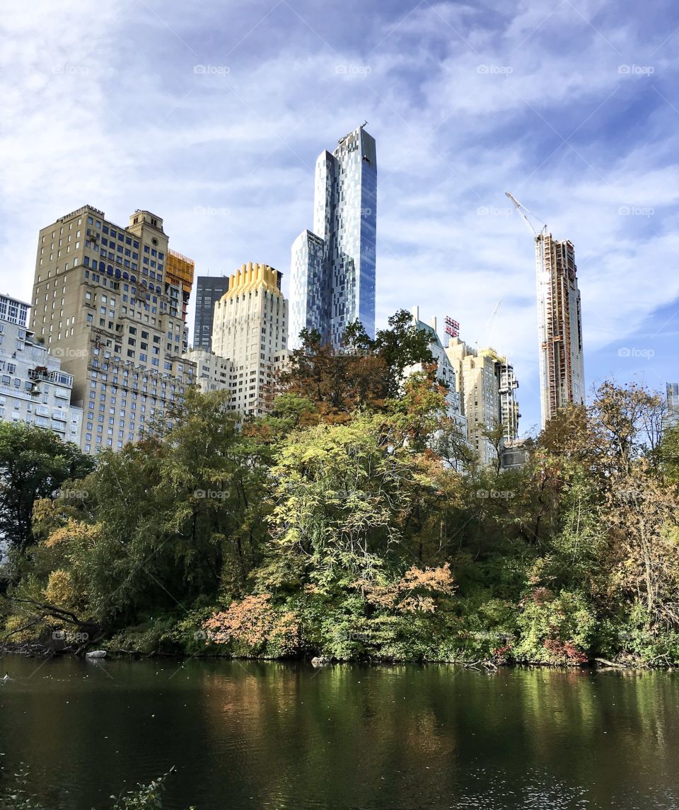 New York City, from Central Park. The trees contrast the urban buildings behind them.