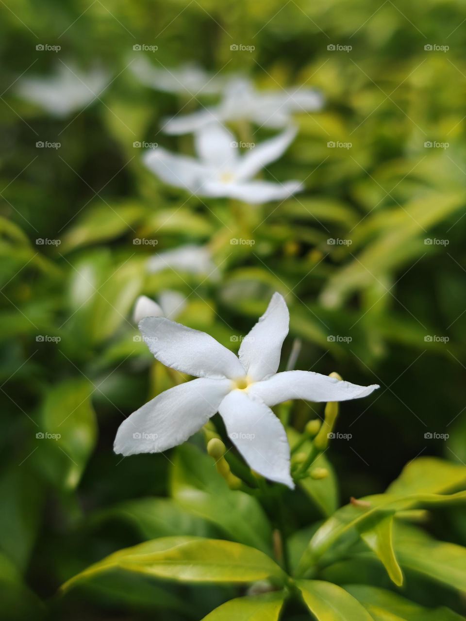 White​ Star