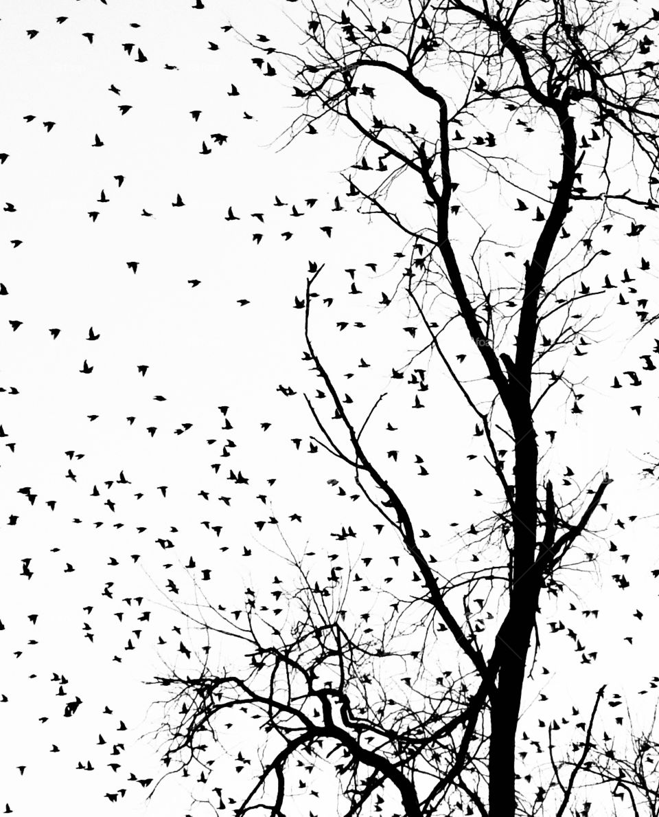 Silhouette of a tree with a lot of birds flying near it