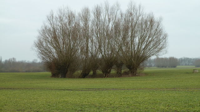 Willow trees