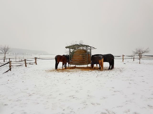 horses outside in the snow