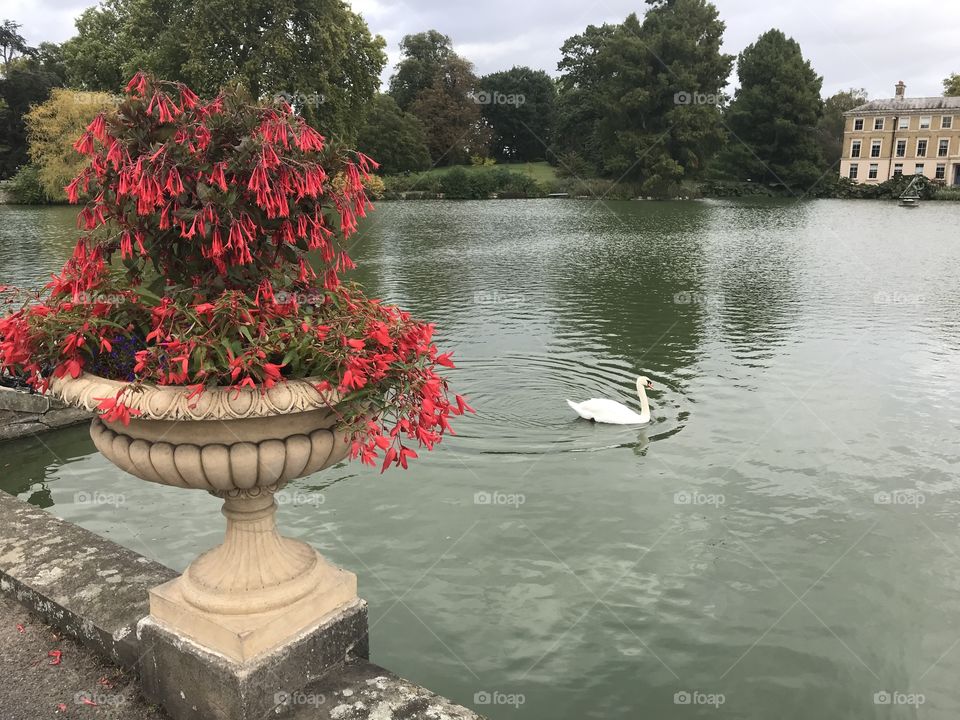 Kew Garden pond with swan and red flowers 