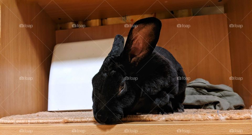 portrait of a domestic black rex rabbit