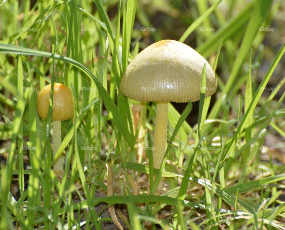 tiny mushrooms growing among the tall grass in an open field