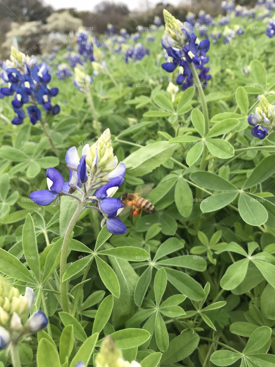 Bluebonnets and a bee