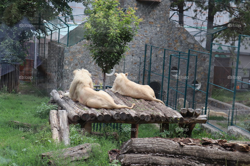 These are the lions at the zoo Belgrade.