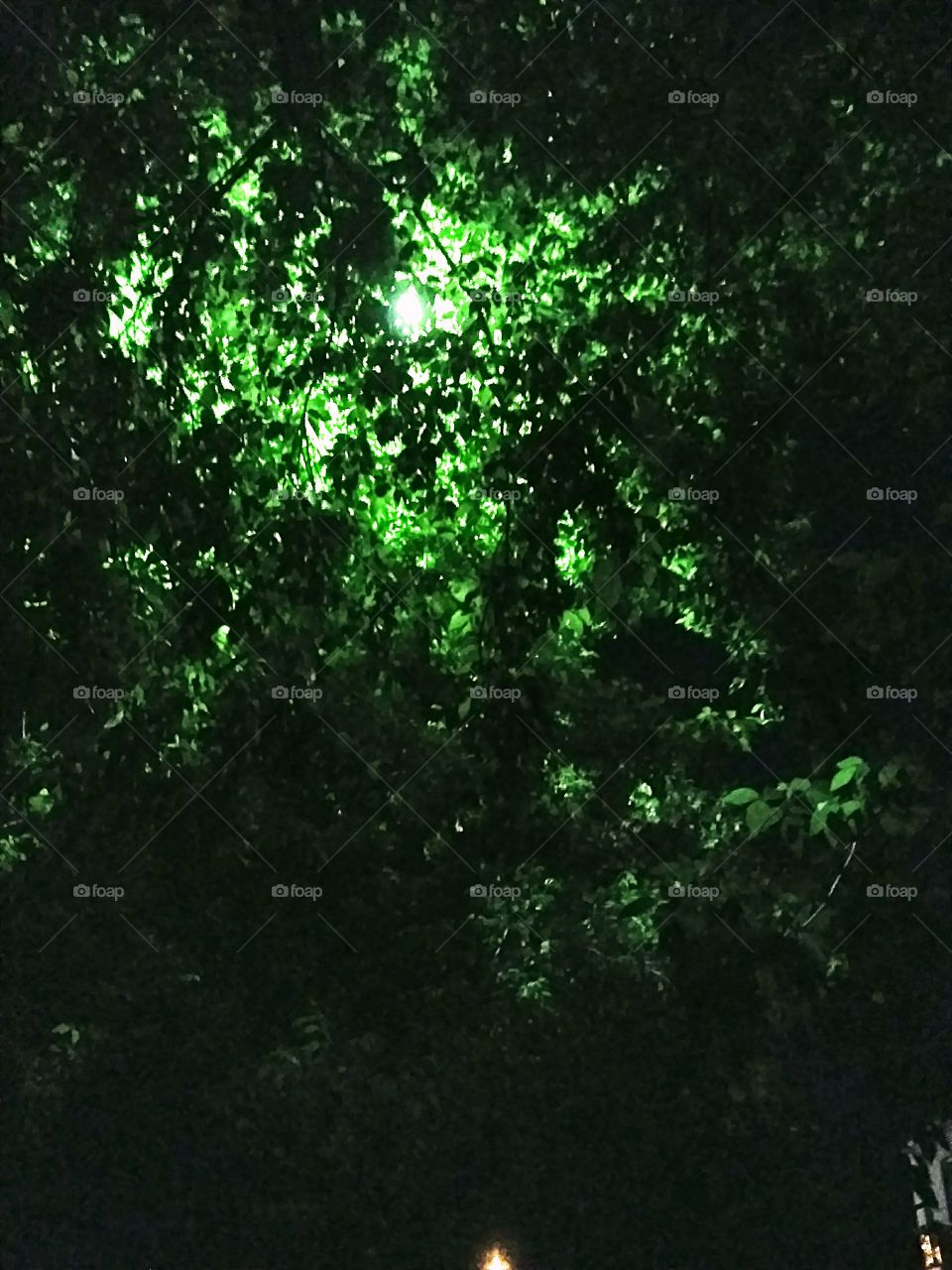 ночной фонарь в кроне дерева.летняя ночь,зелёная листва.