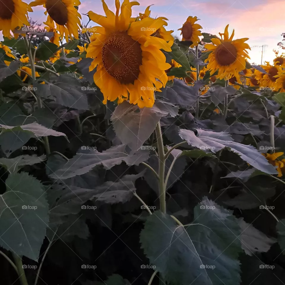 beautiful sunflower