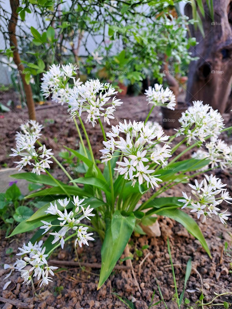 wild garlic