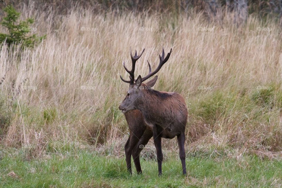 wild deer in the forest