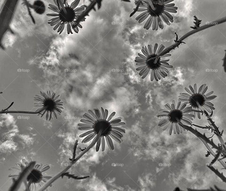 View of sky beneath the daisies 