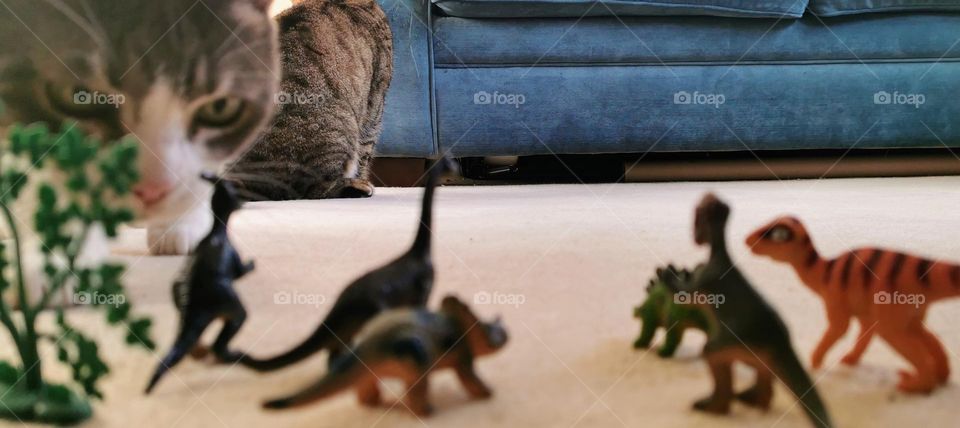 Cats vs dinosaurs
