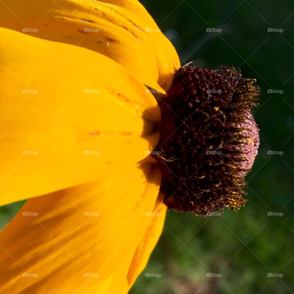 Profile of Black Eyed Susan looking at sun🌞