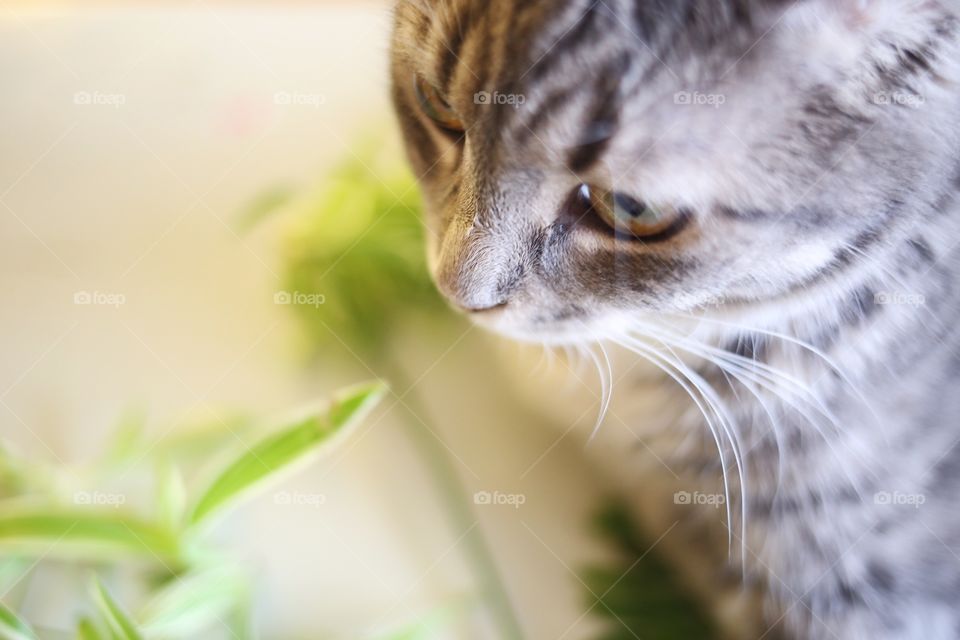 Cat and plant