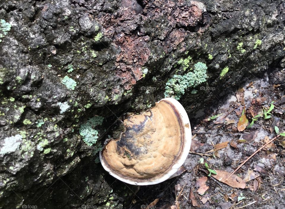 South Georgia tree fungus among us growing in the woods! Mushroom growing out of an Oak tree. 