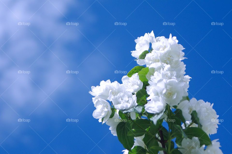 white flowers  background
