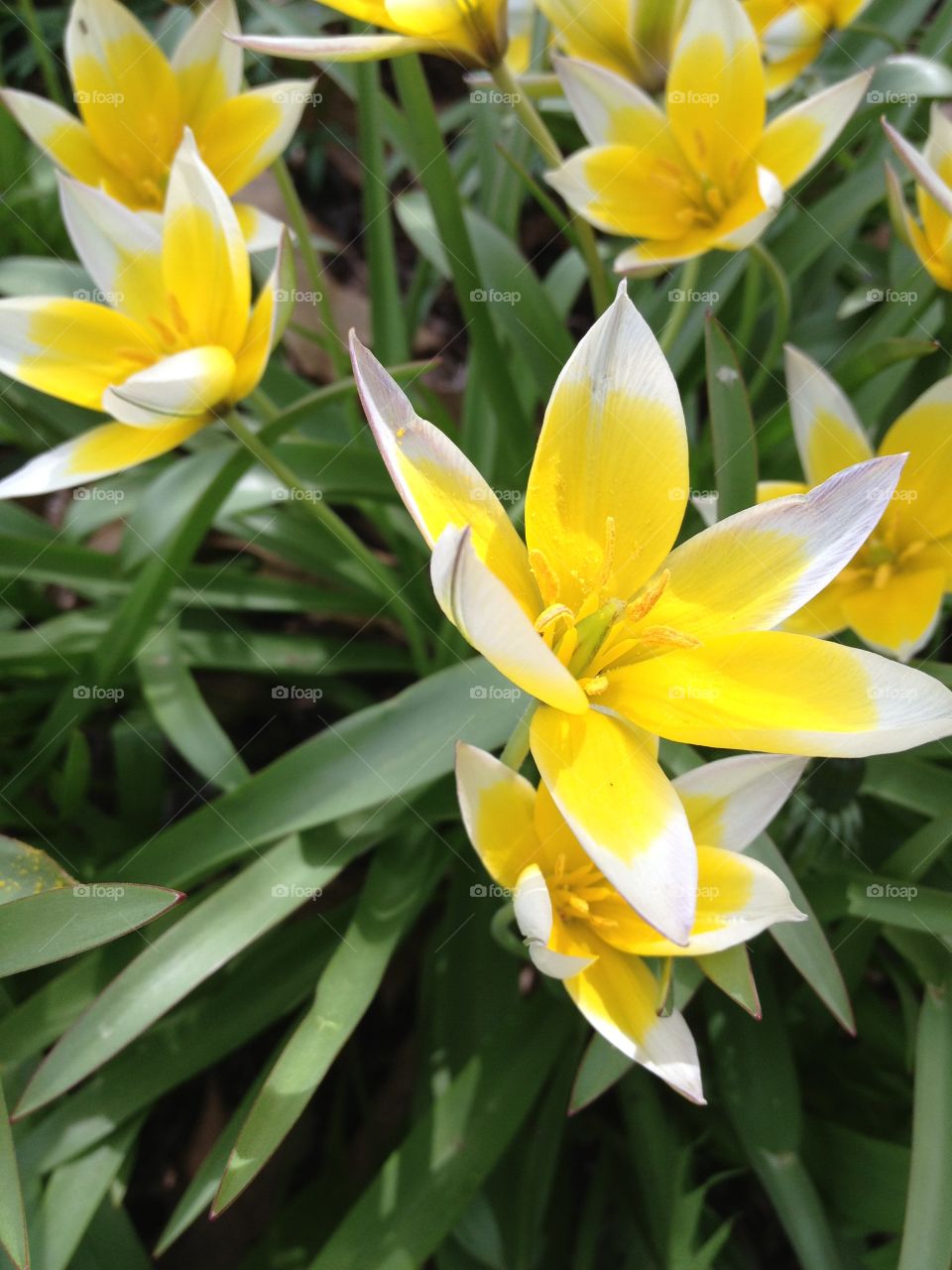 Sunny blooms. Pretty yellow happy flowers 