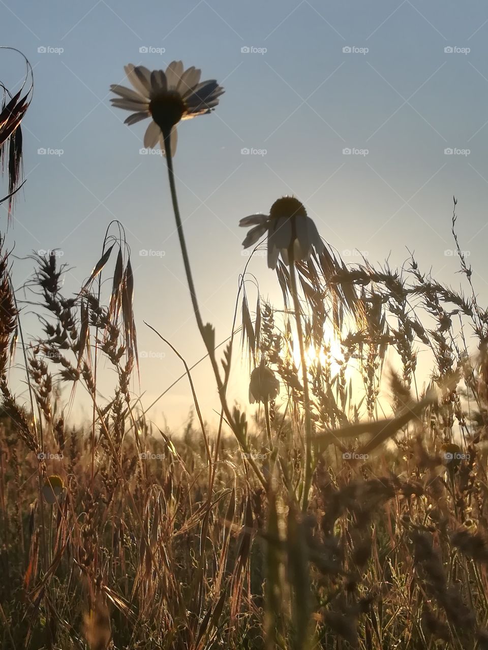 Sunset in forest