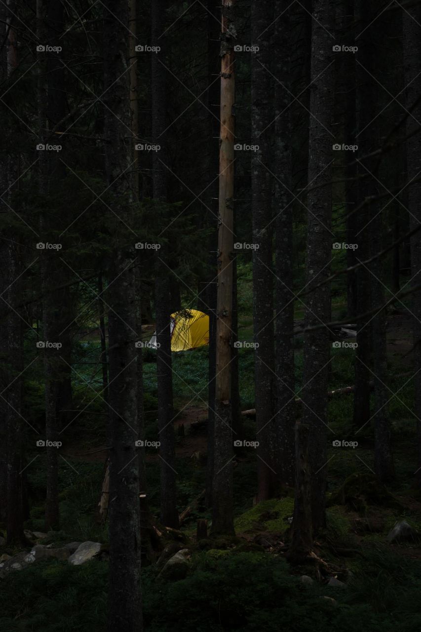 Camping inside a thick forest