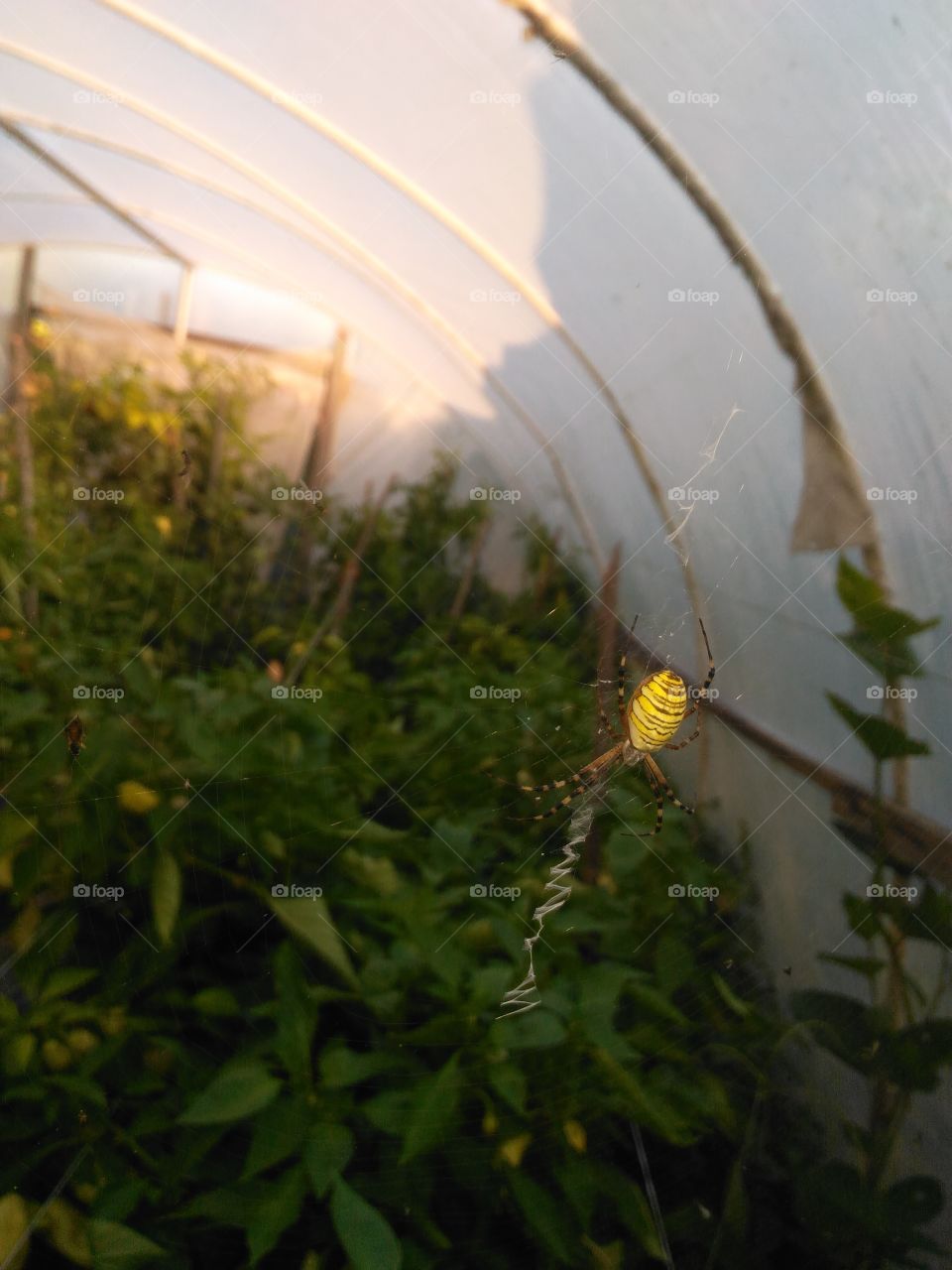 Beautiful spider