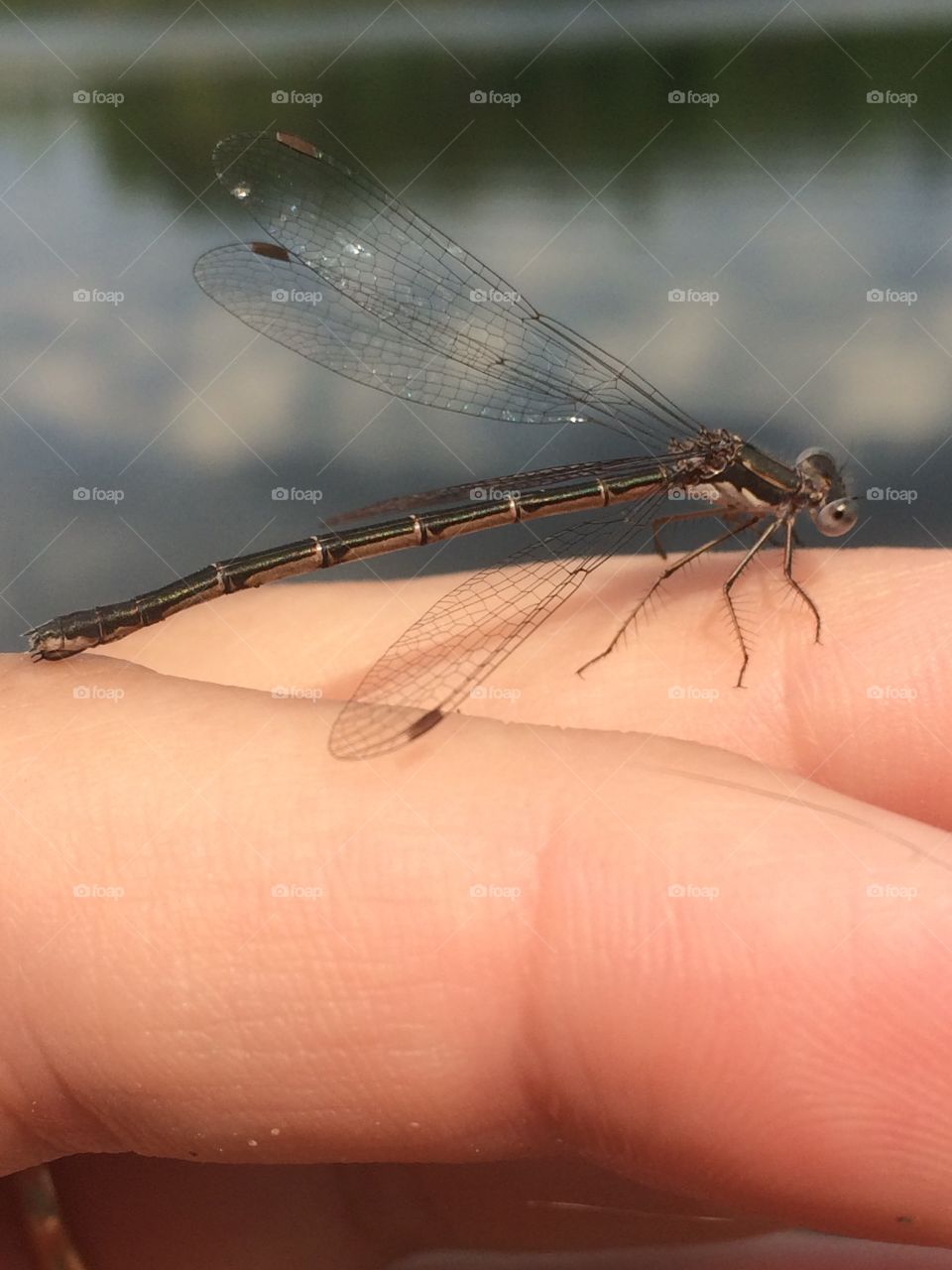 Friendly damsel fly 