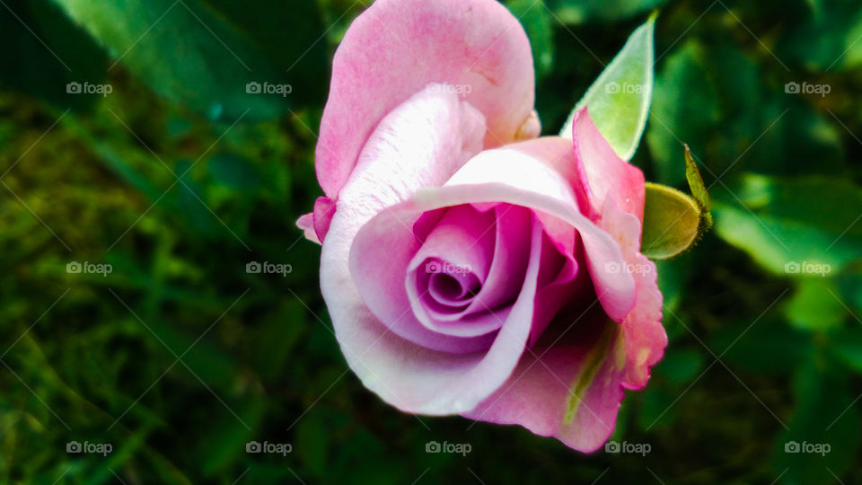 Beautiful purple and white color rose flower with natural background