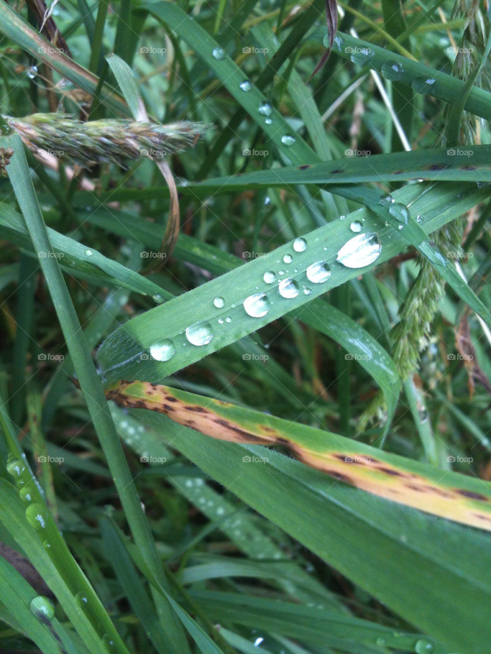 nature grass dew rain by gregmanchester
