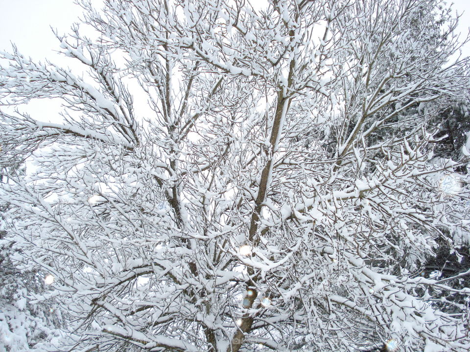 Snow covered tree 