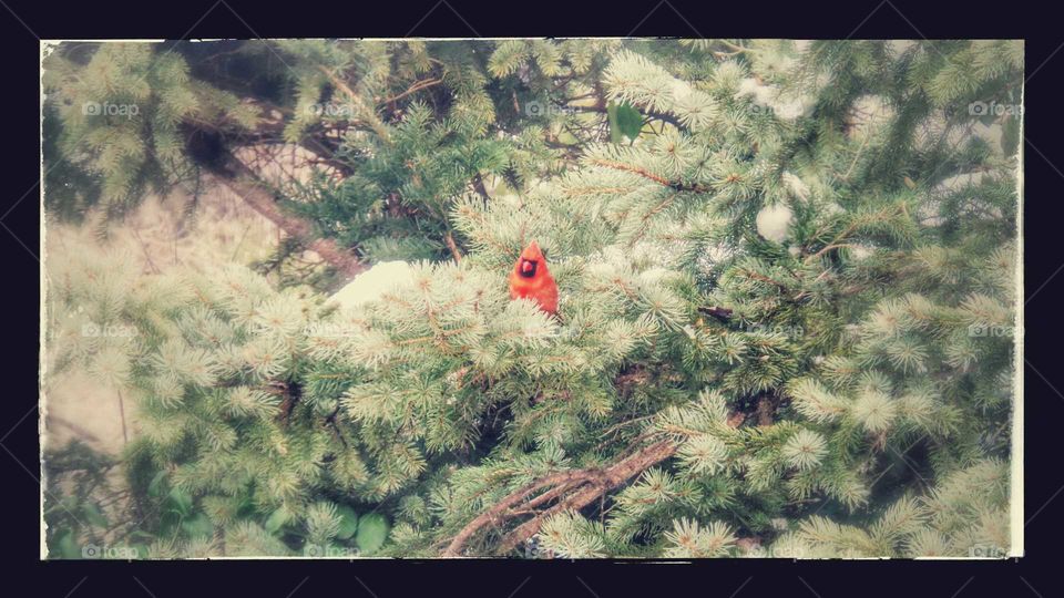 I Spy a Cardinal