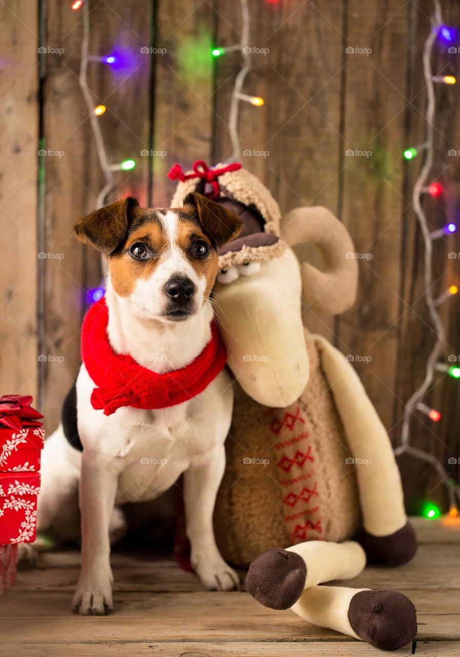 Christmas dog with toy