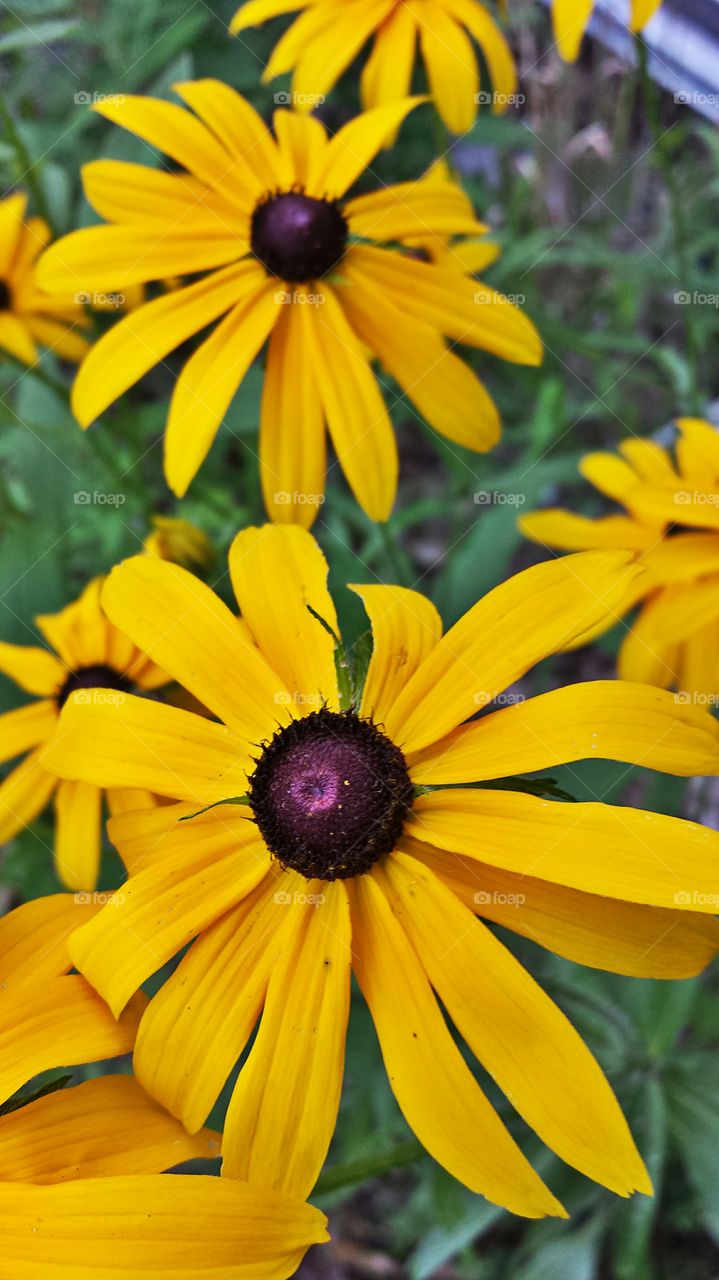 Black Eyed Susan