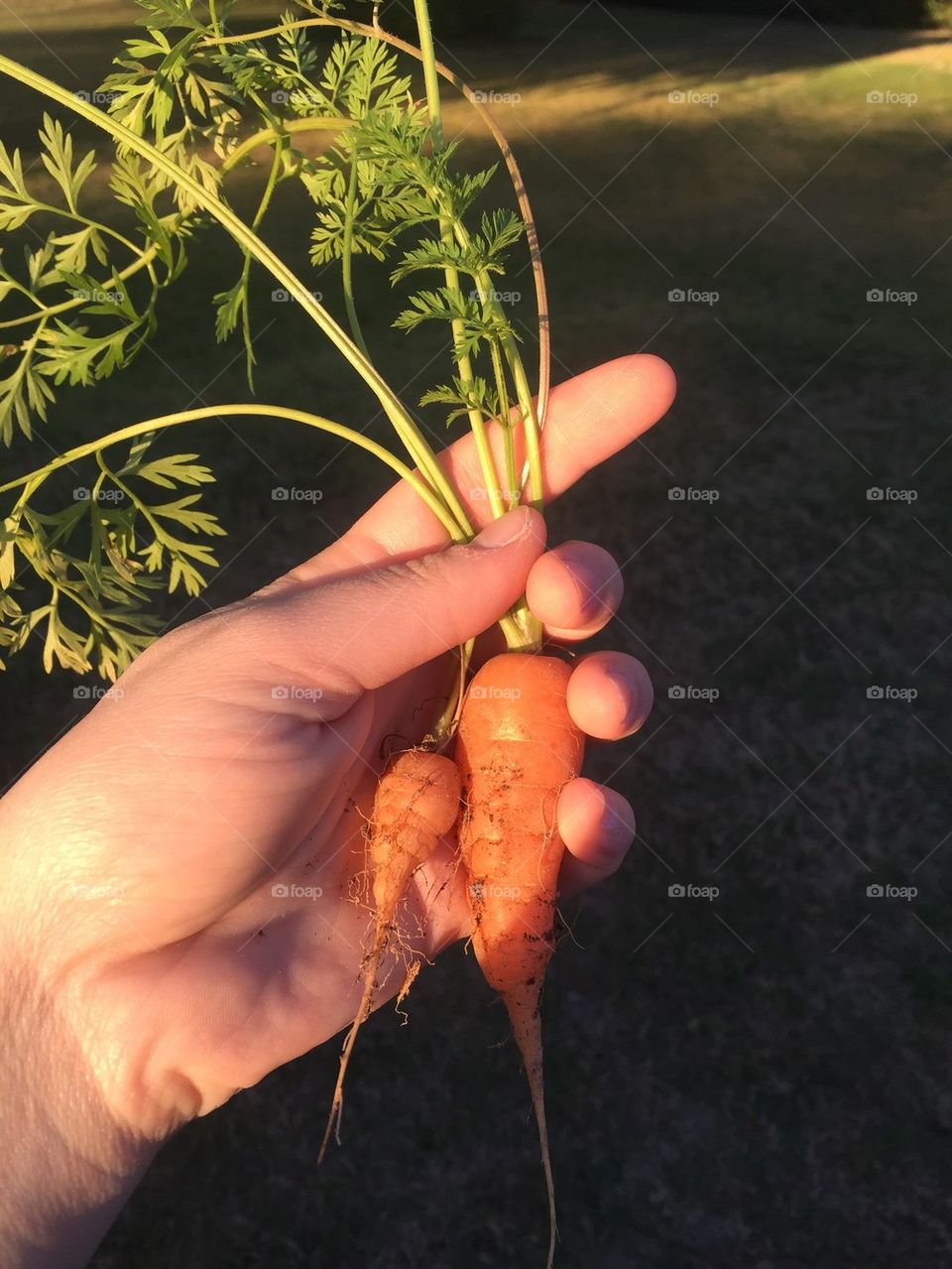 Garden Fresh Carrots