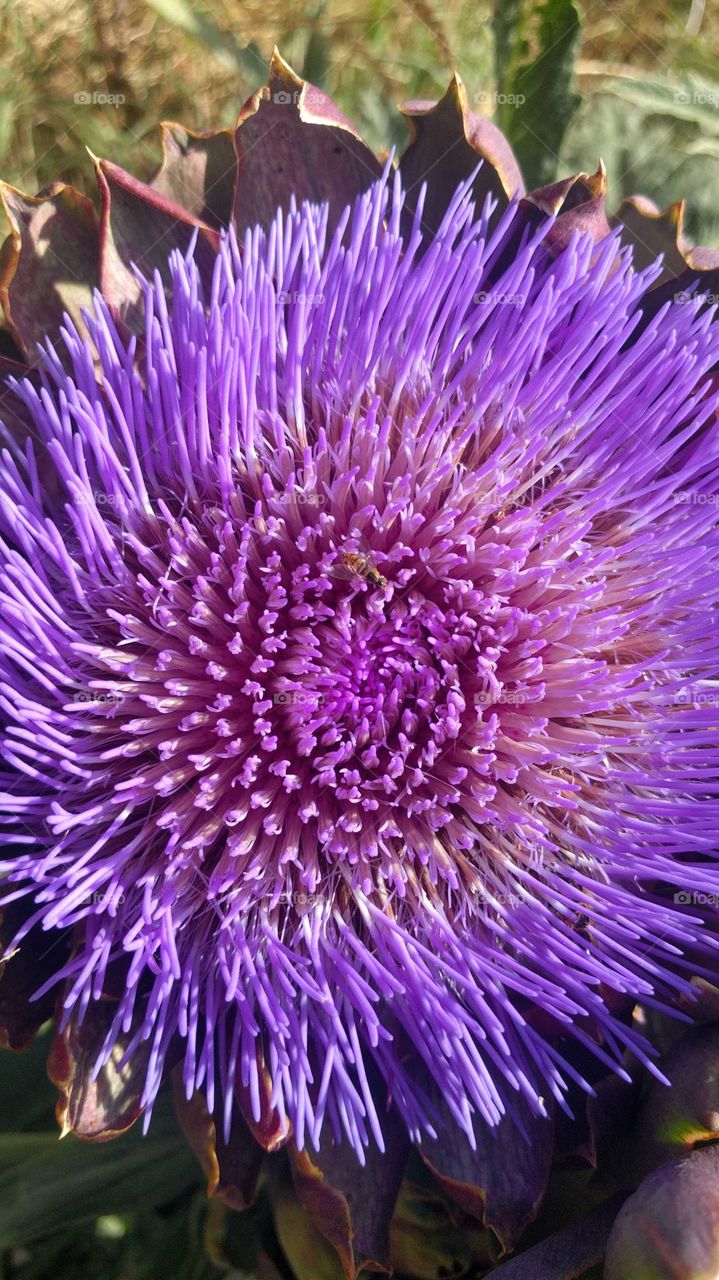 A baby bee sniffs out it's first artichoke flower