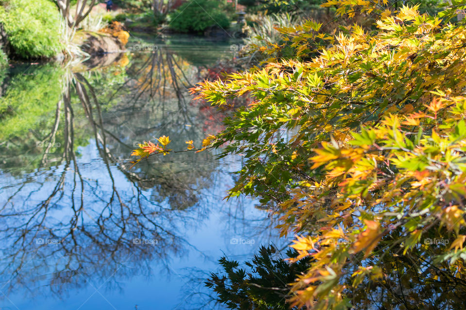 Japanese Maple hanging over pond