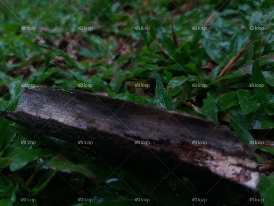 backgrounds / natural background / wallpaper / leaf