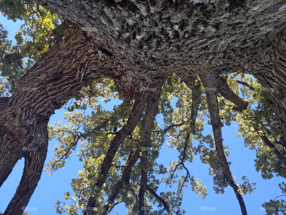 Tree hugger's delight. View looking up into an enormous burr oak