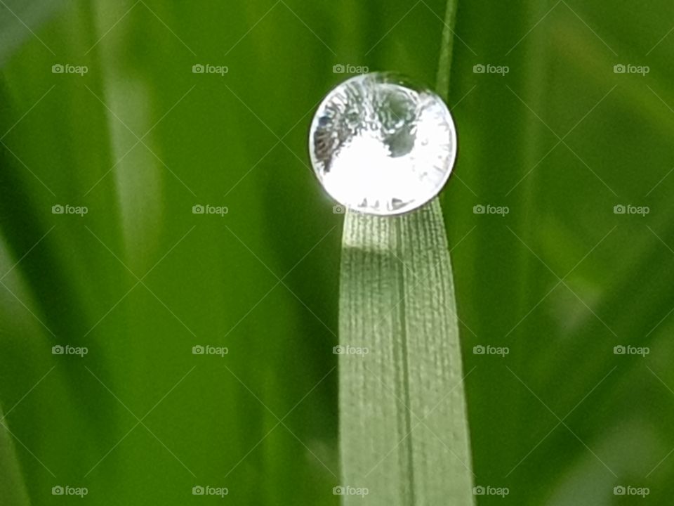 Raindrop on grass