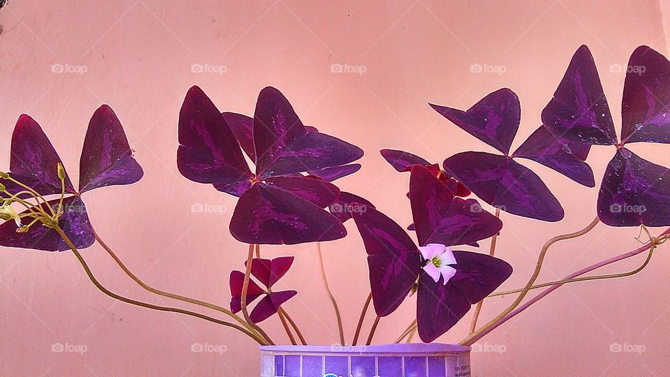 oxalis triangularis