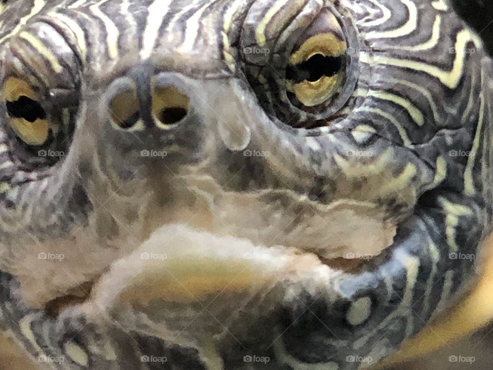 turtle face