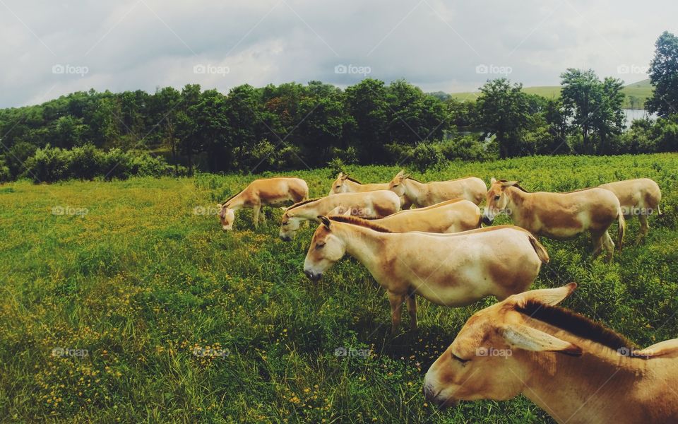 Wild asses at The Wilds 