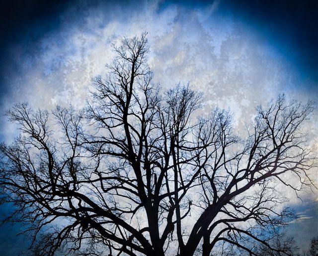 tree