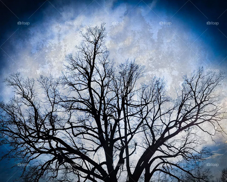 tree