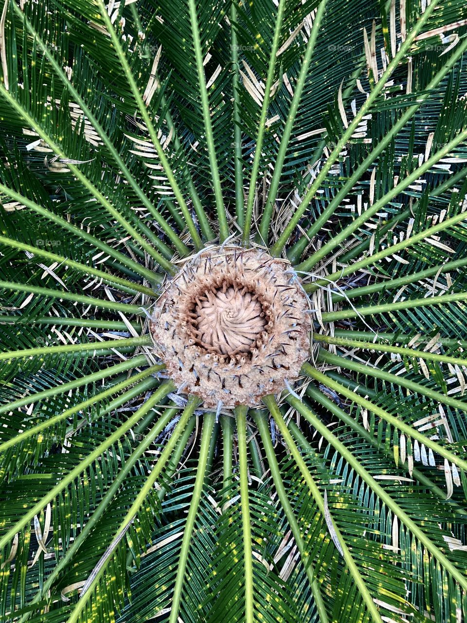 A palm tree seen from above: how not to admire this beautiful image that nature allows us? / Uma palmeira vista do alto: como não admirar está bela imagem que a natureza nos permite?