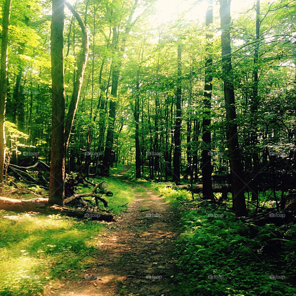 Running through the woods is freedom. 